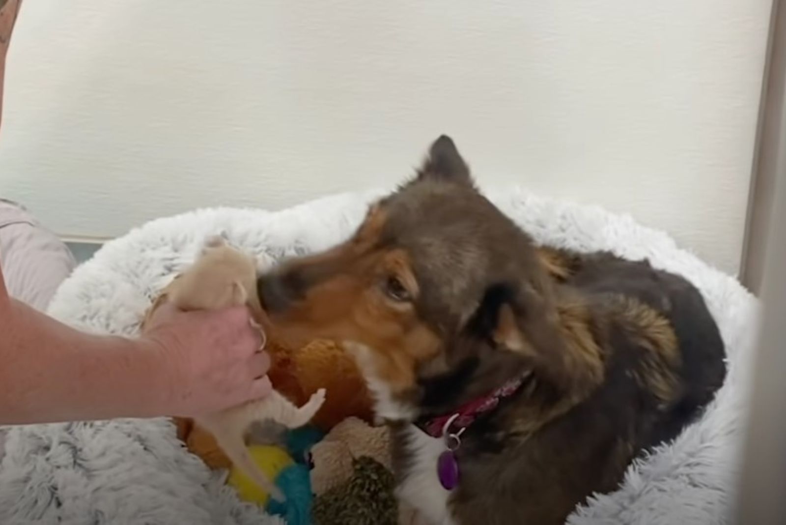 dog and kitten