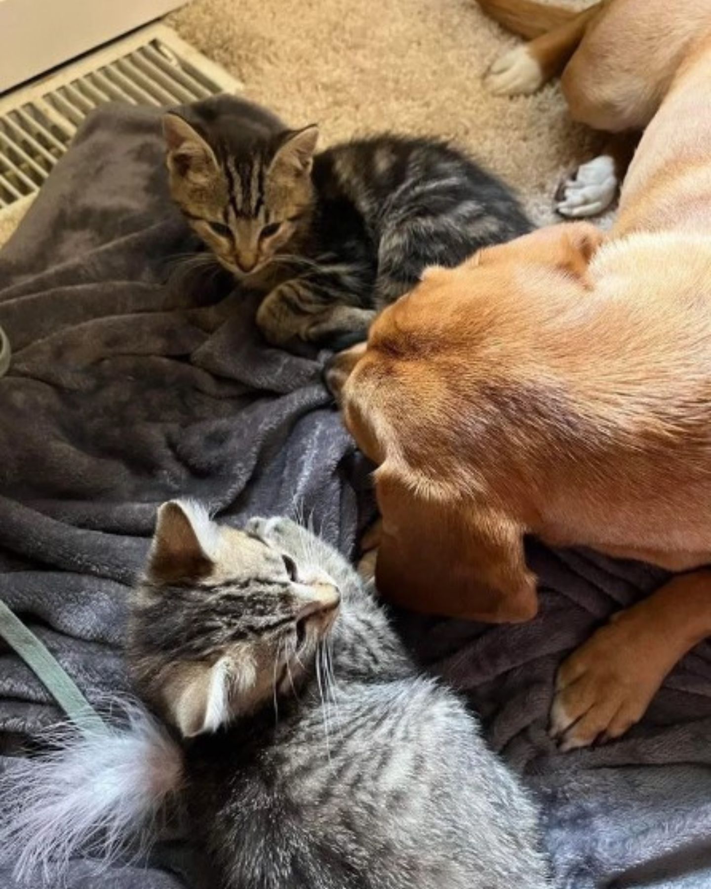 dog and kittens lying on a blanket
