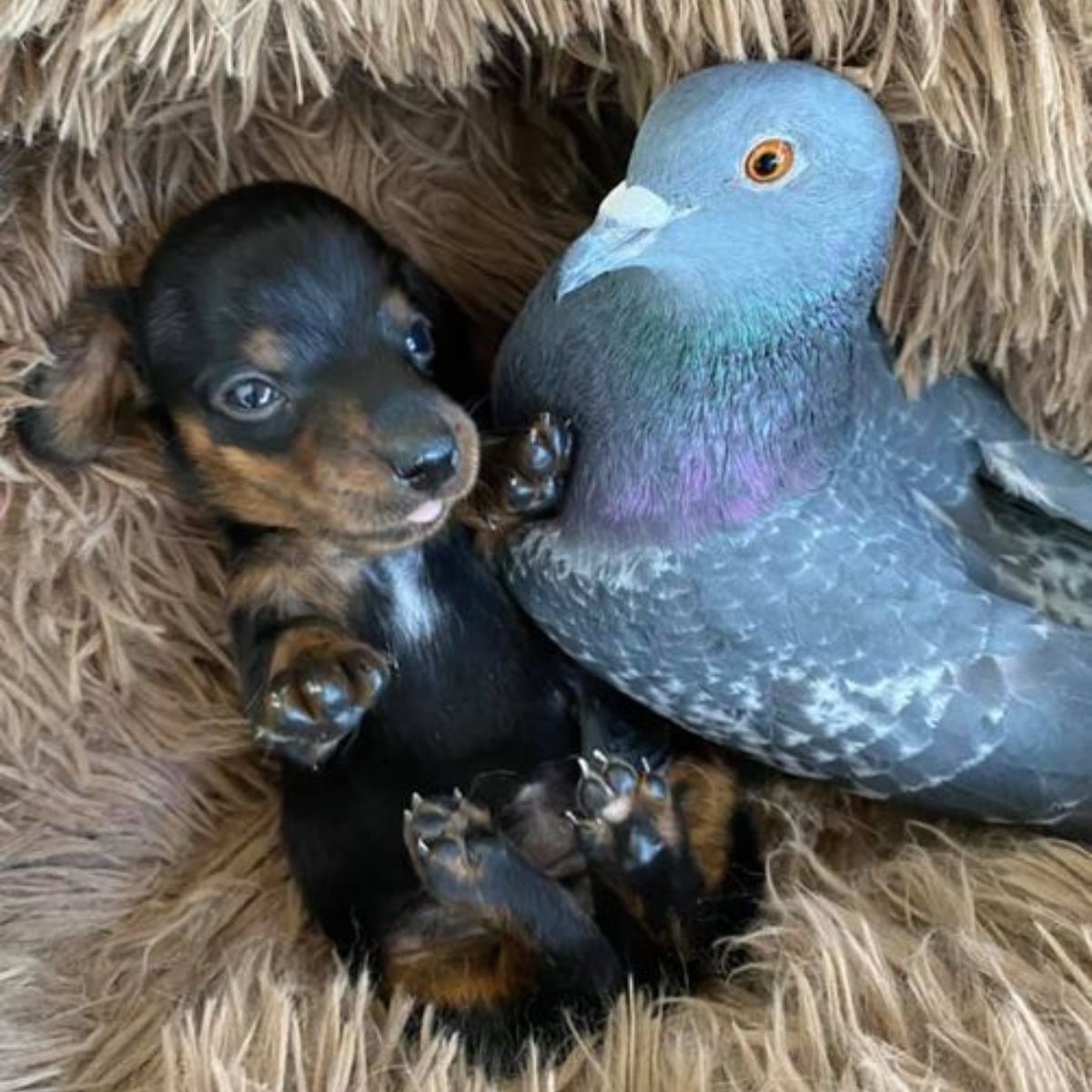 dog and the pigeon are cuddling