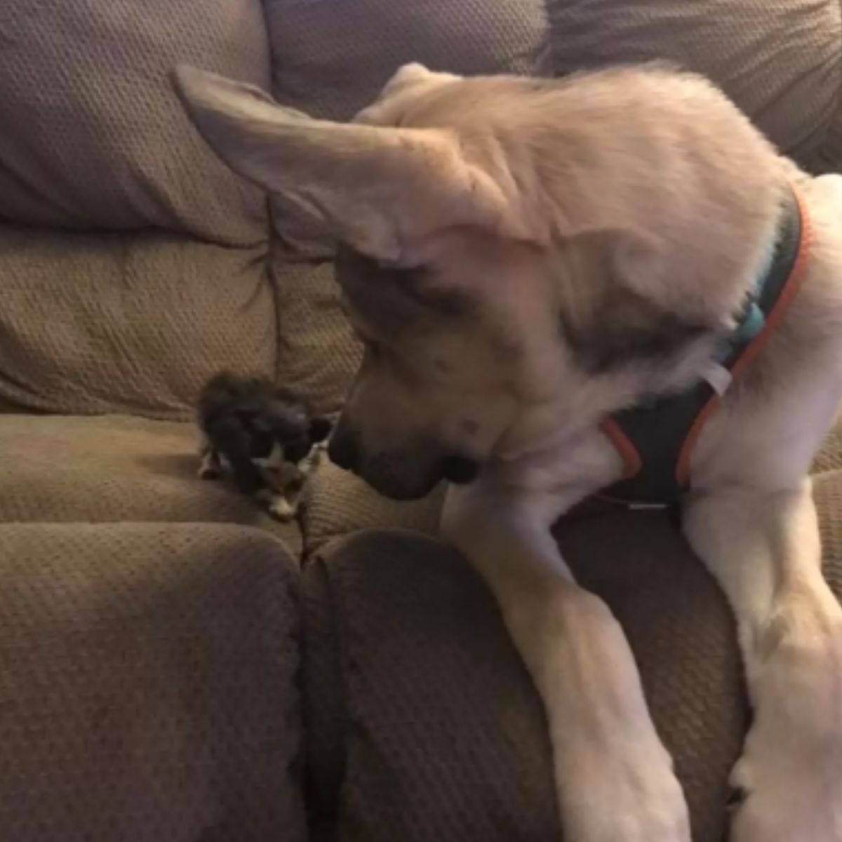 dog and tiny kitten on couch