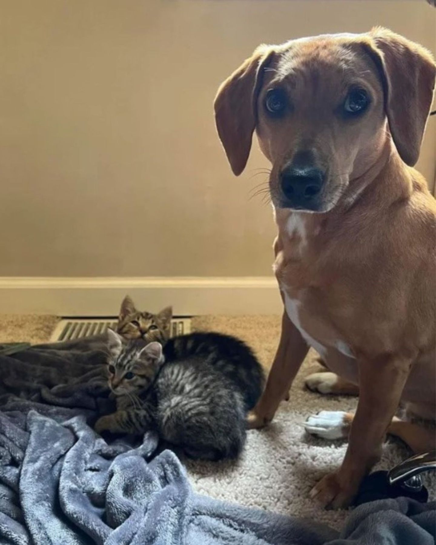 dog and two kittens indoors