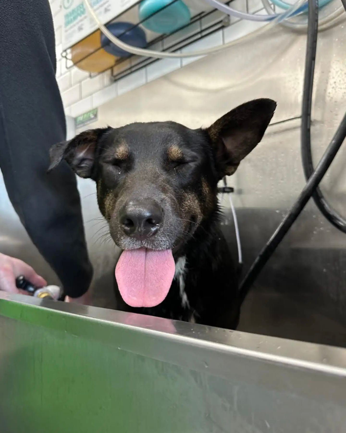 dog at groomer