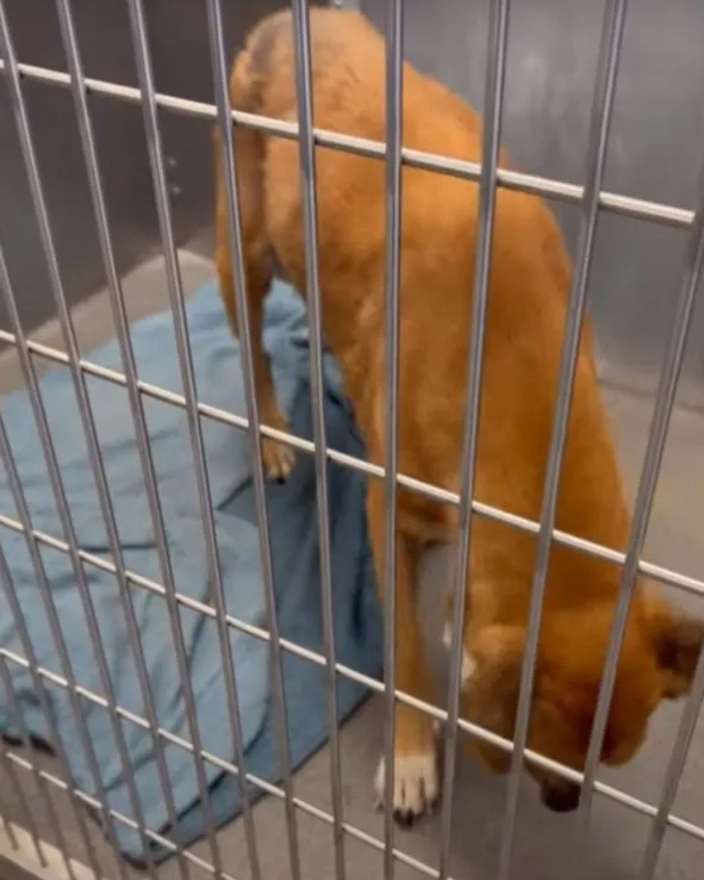 dog at shelter