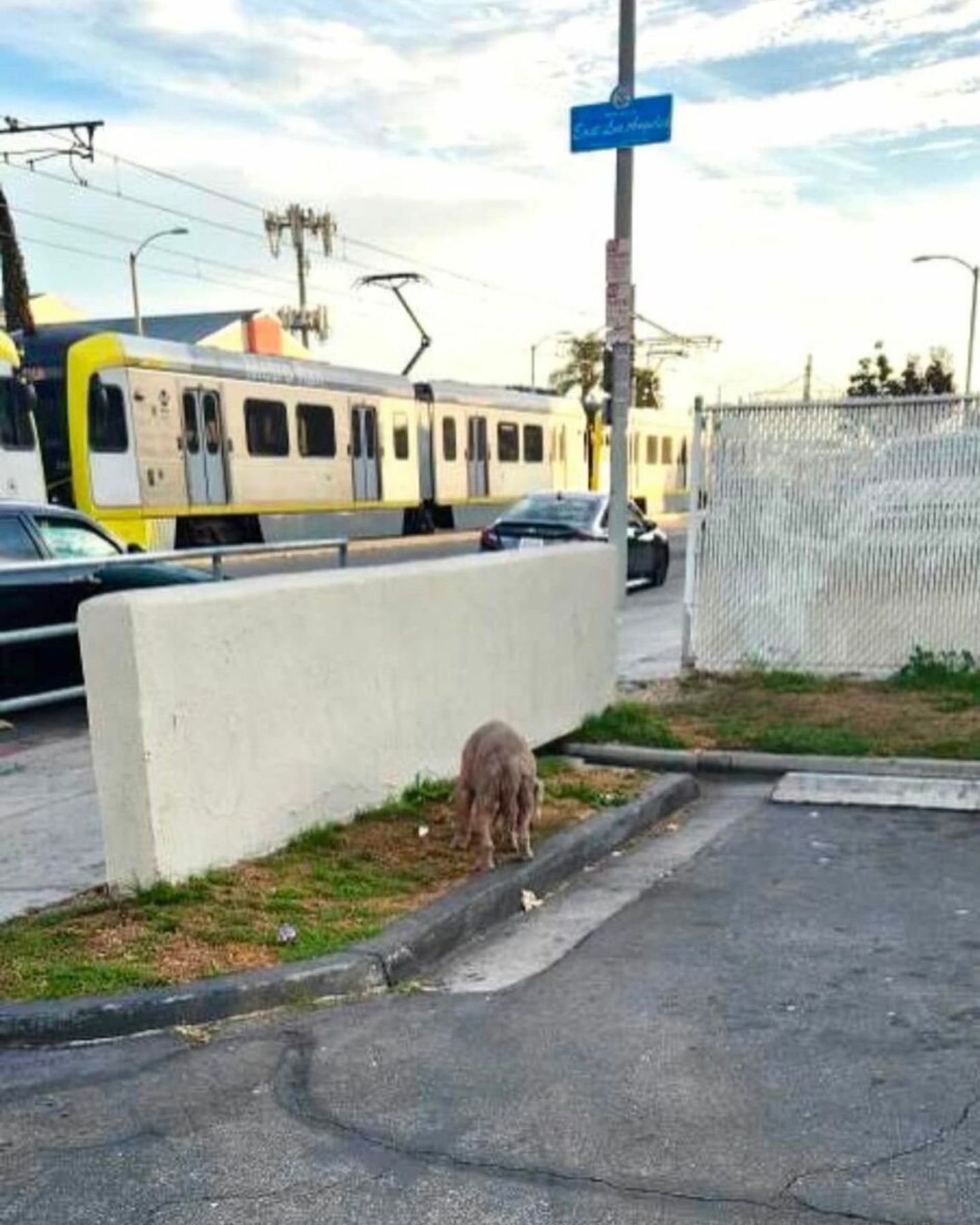dog at the subway station