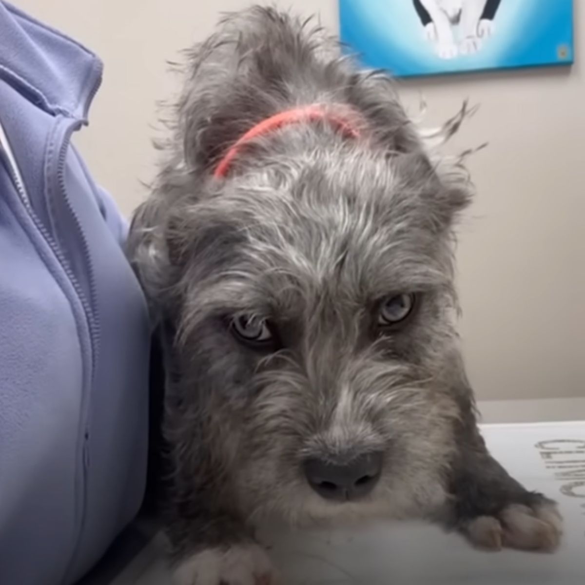 dog at the vet