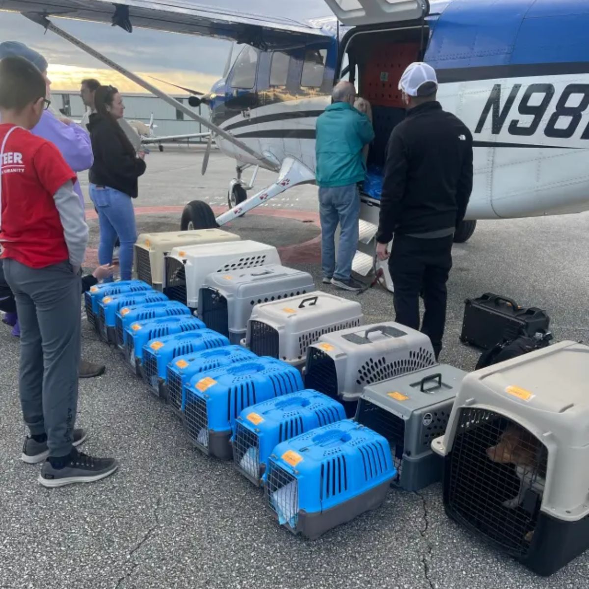 dog carriers next to plane