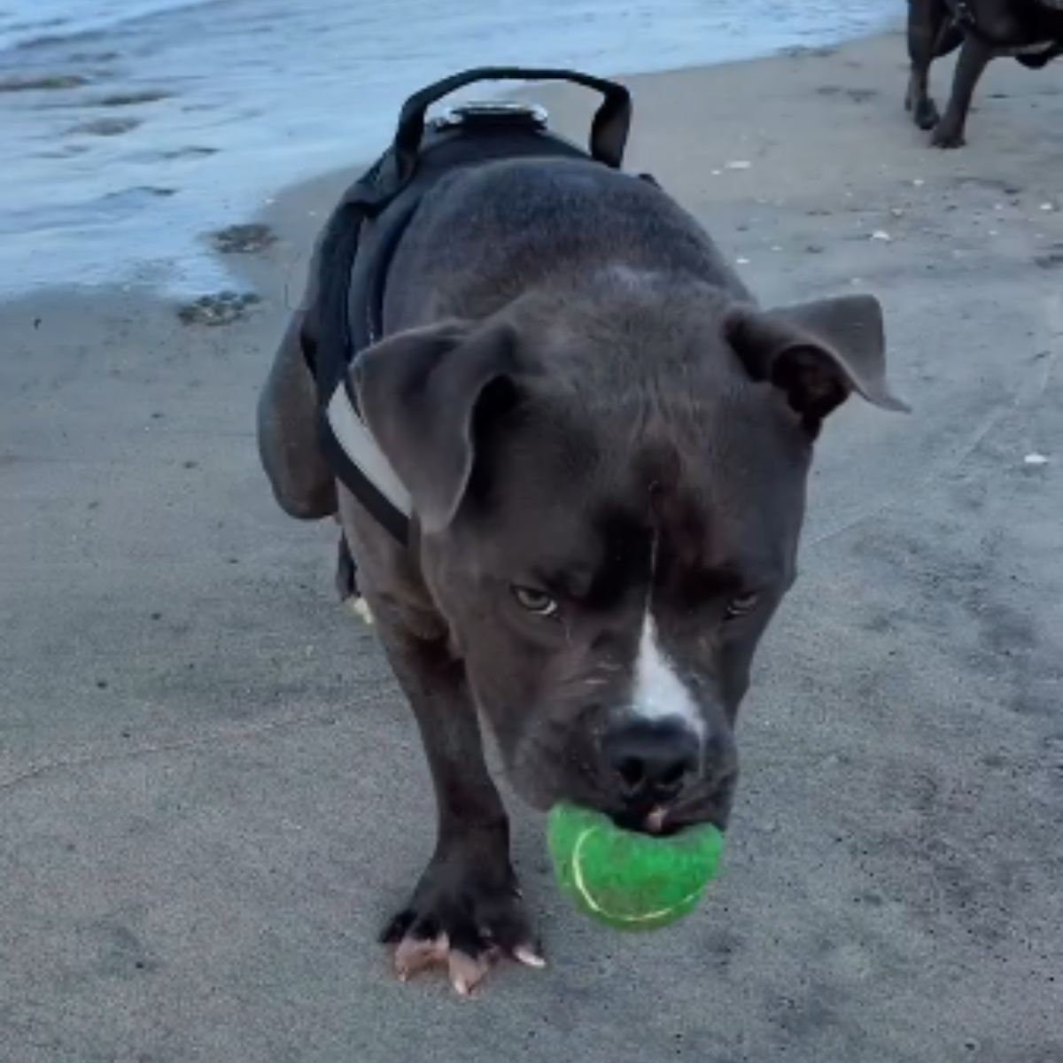 dog carries a ball in his mouth on the beach