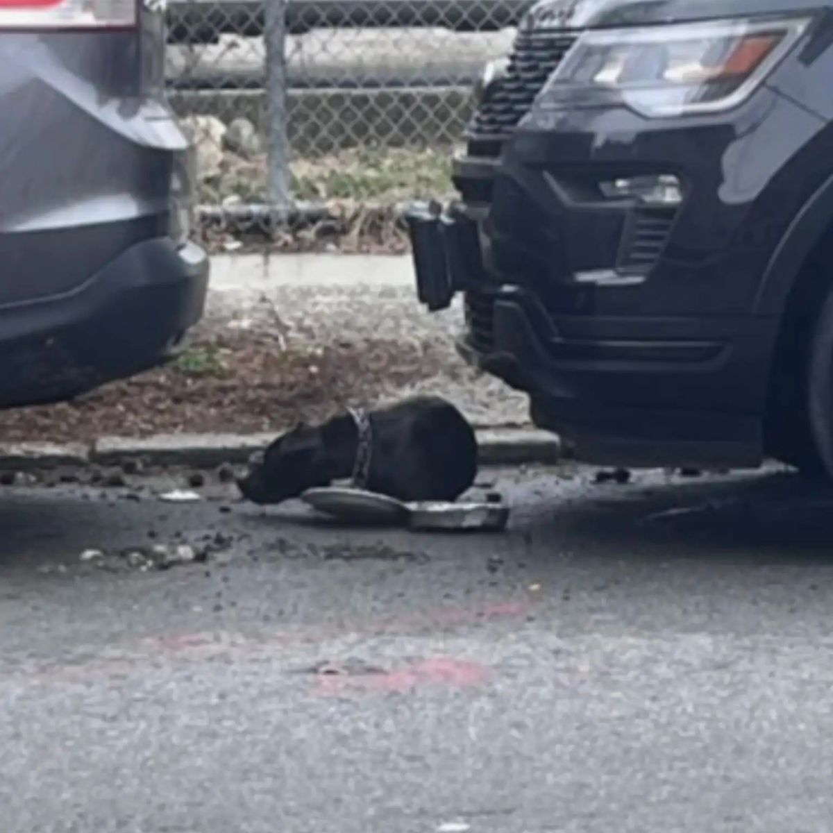 dog chained to pole