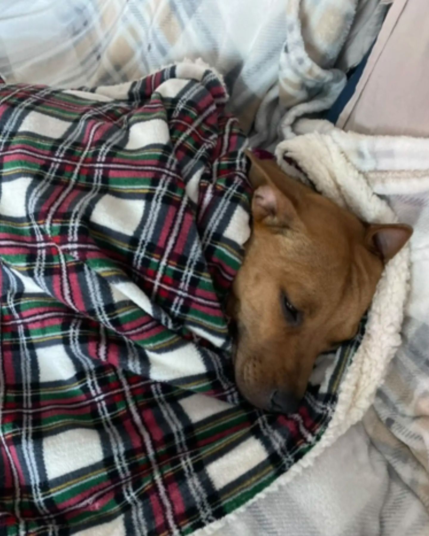 dog covered with a blanket