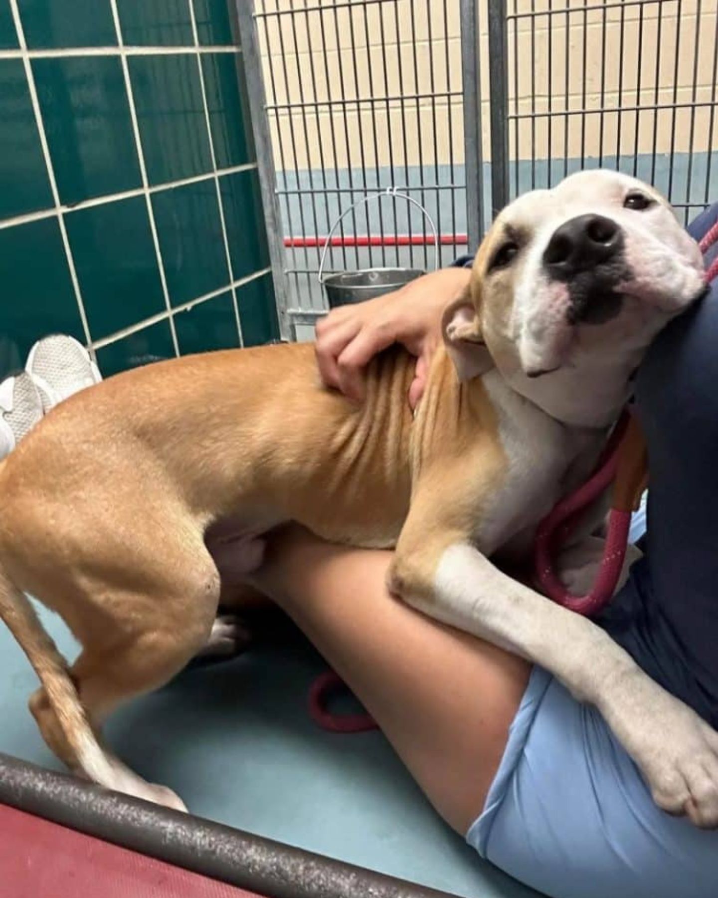 dog cuddling with woman