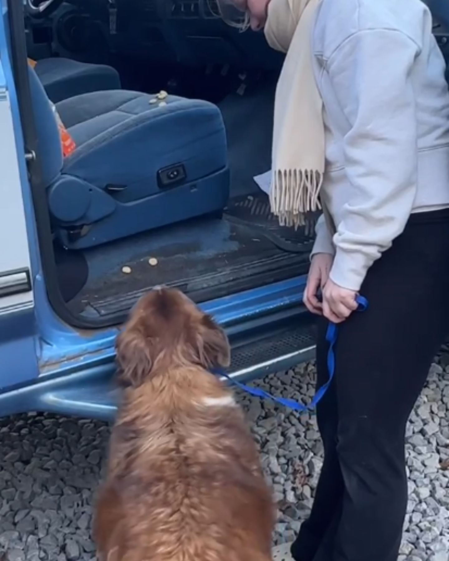 dog gets into car