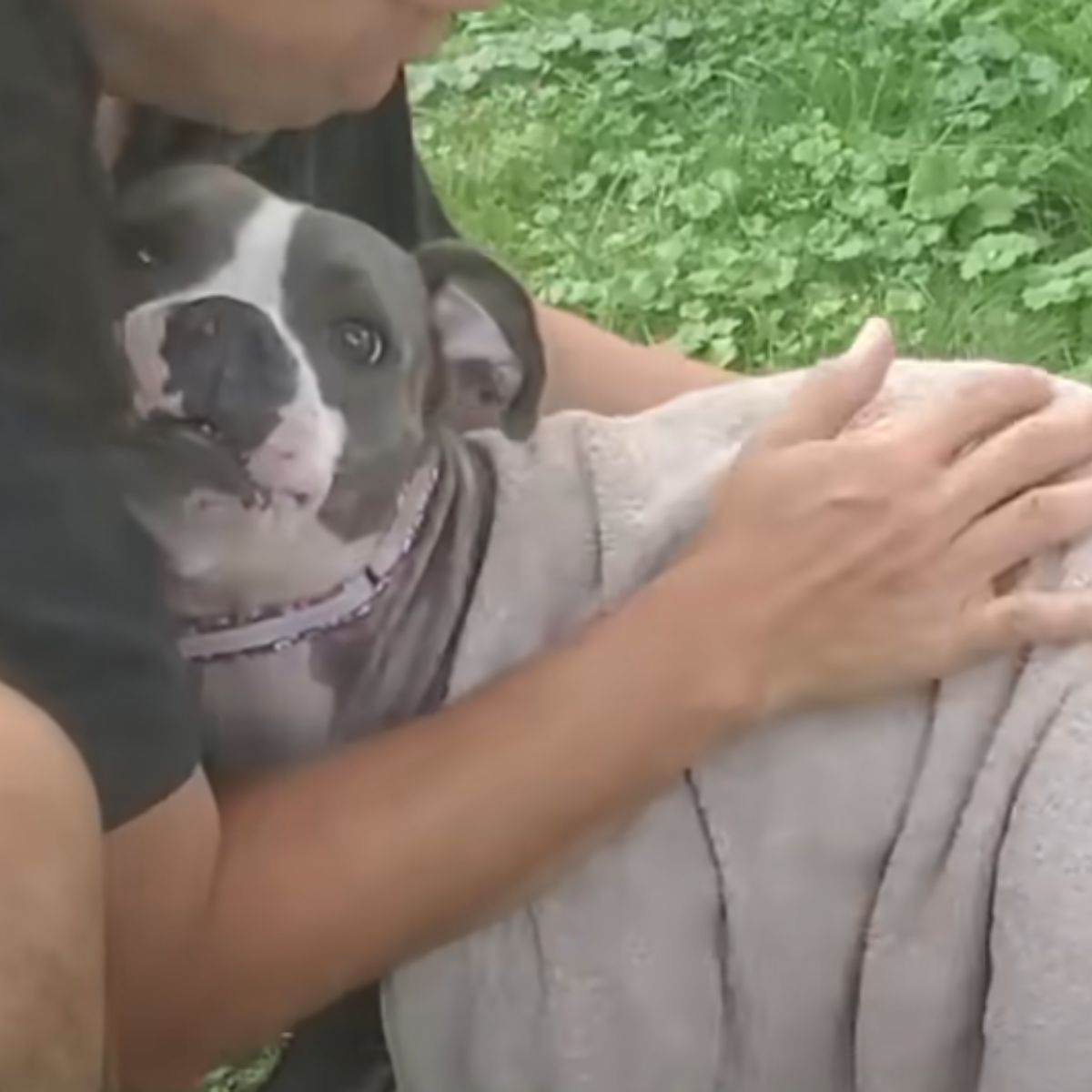 dog getting a hug