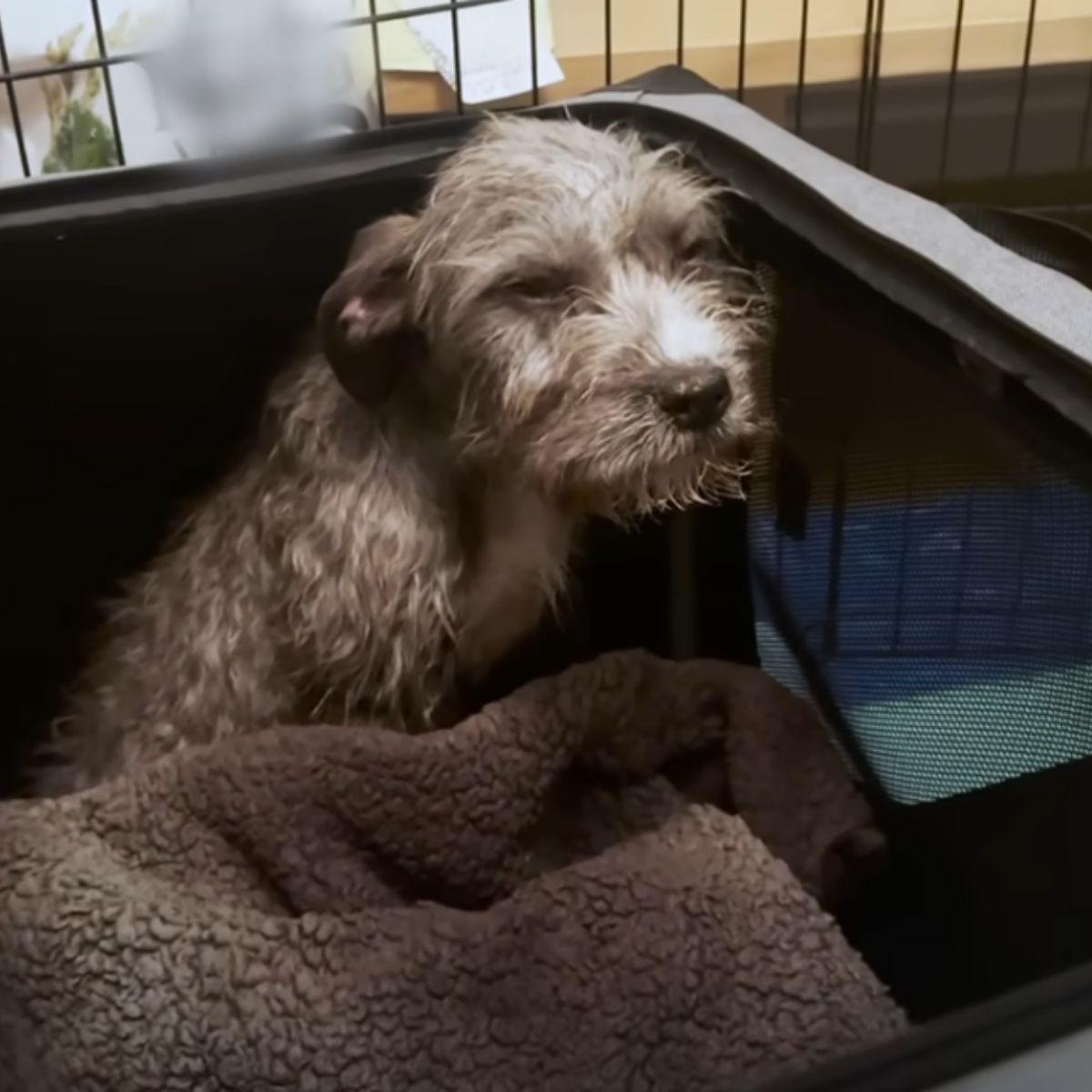dog in a cage