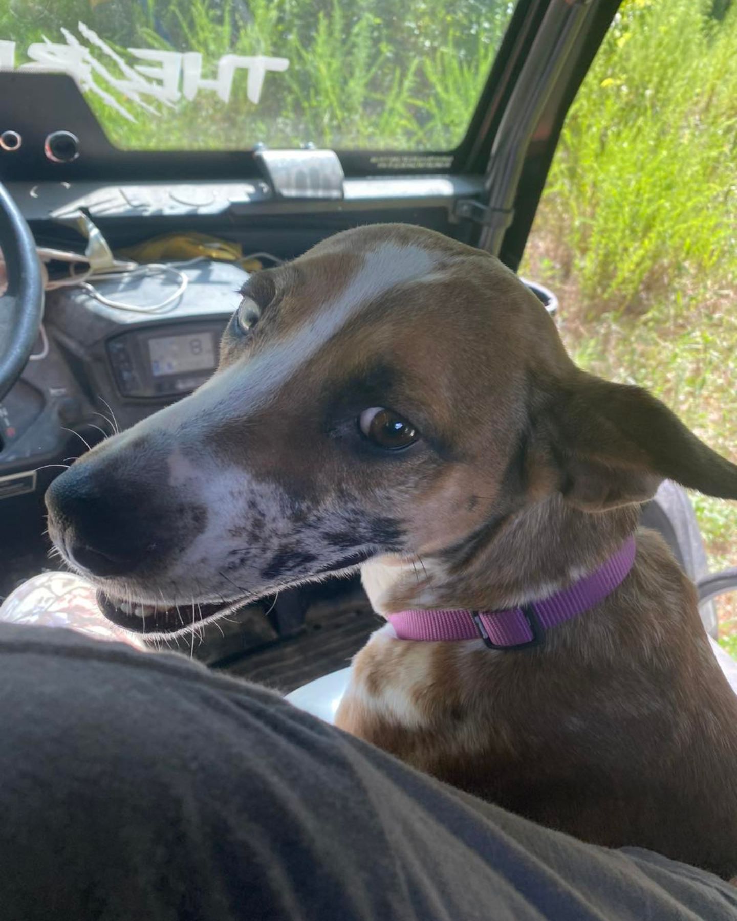 dog in a car