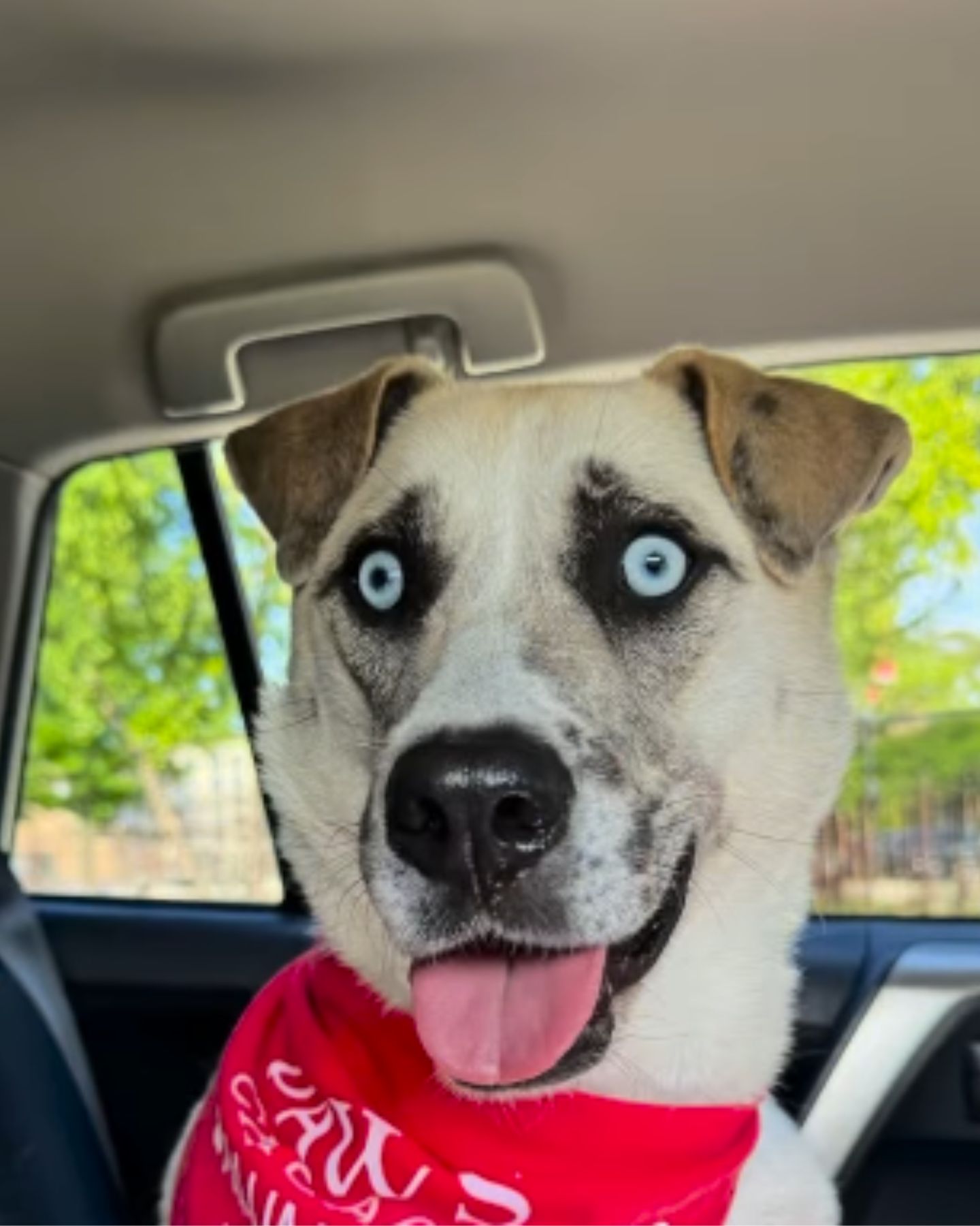 dog in a car