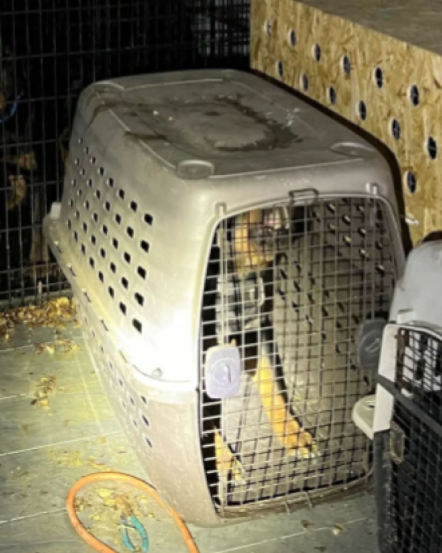dog in a conveyor in a truck