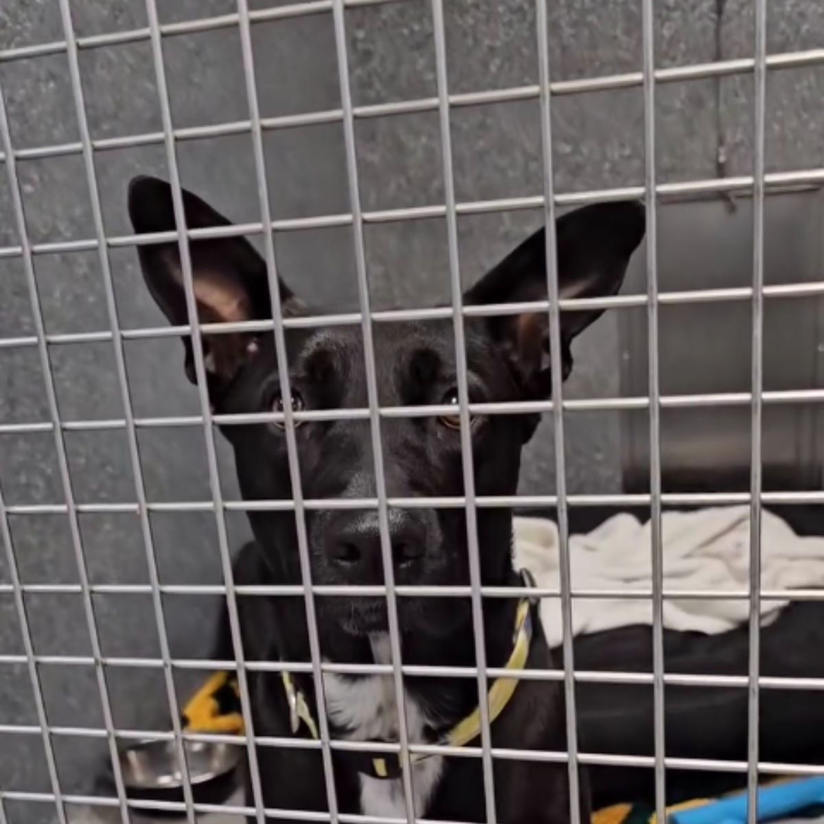dog in a kennel