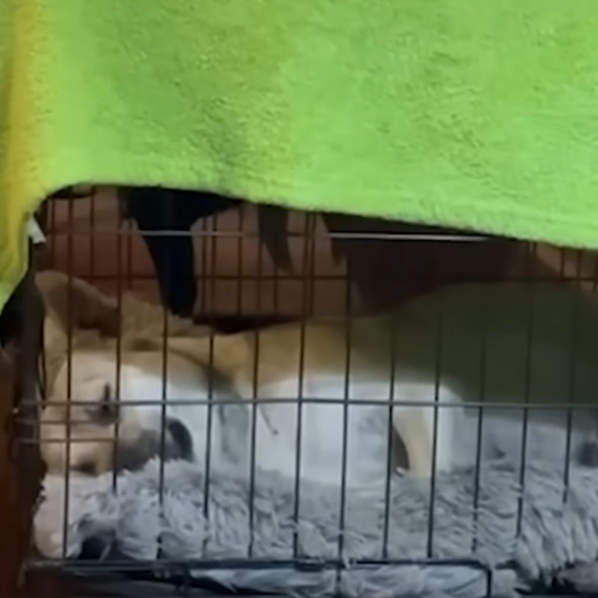 dog in a kennel