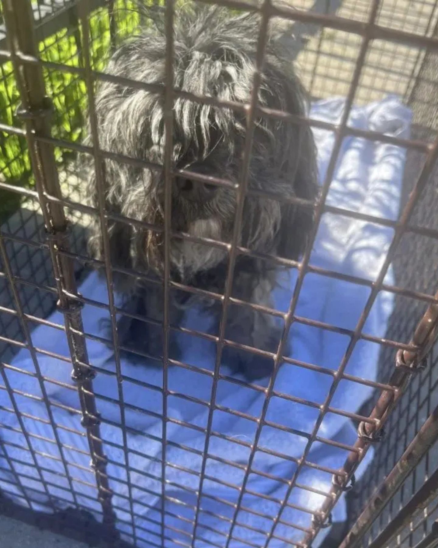dog in a kennel