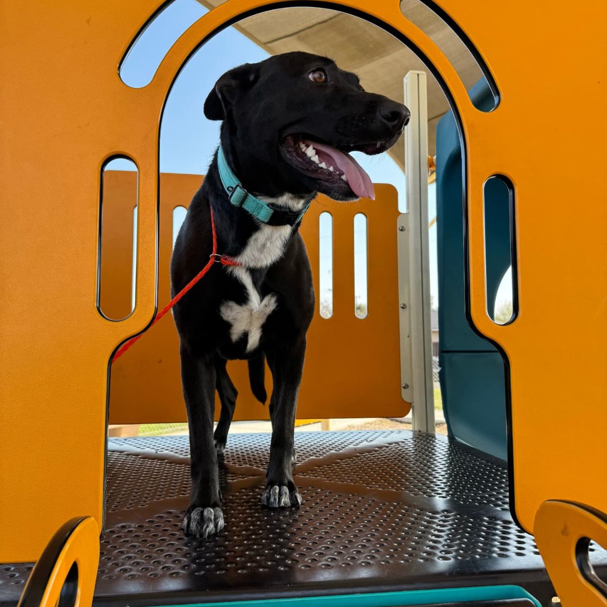 dog in a play house