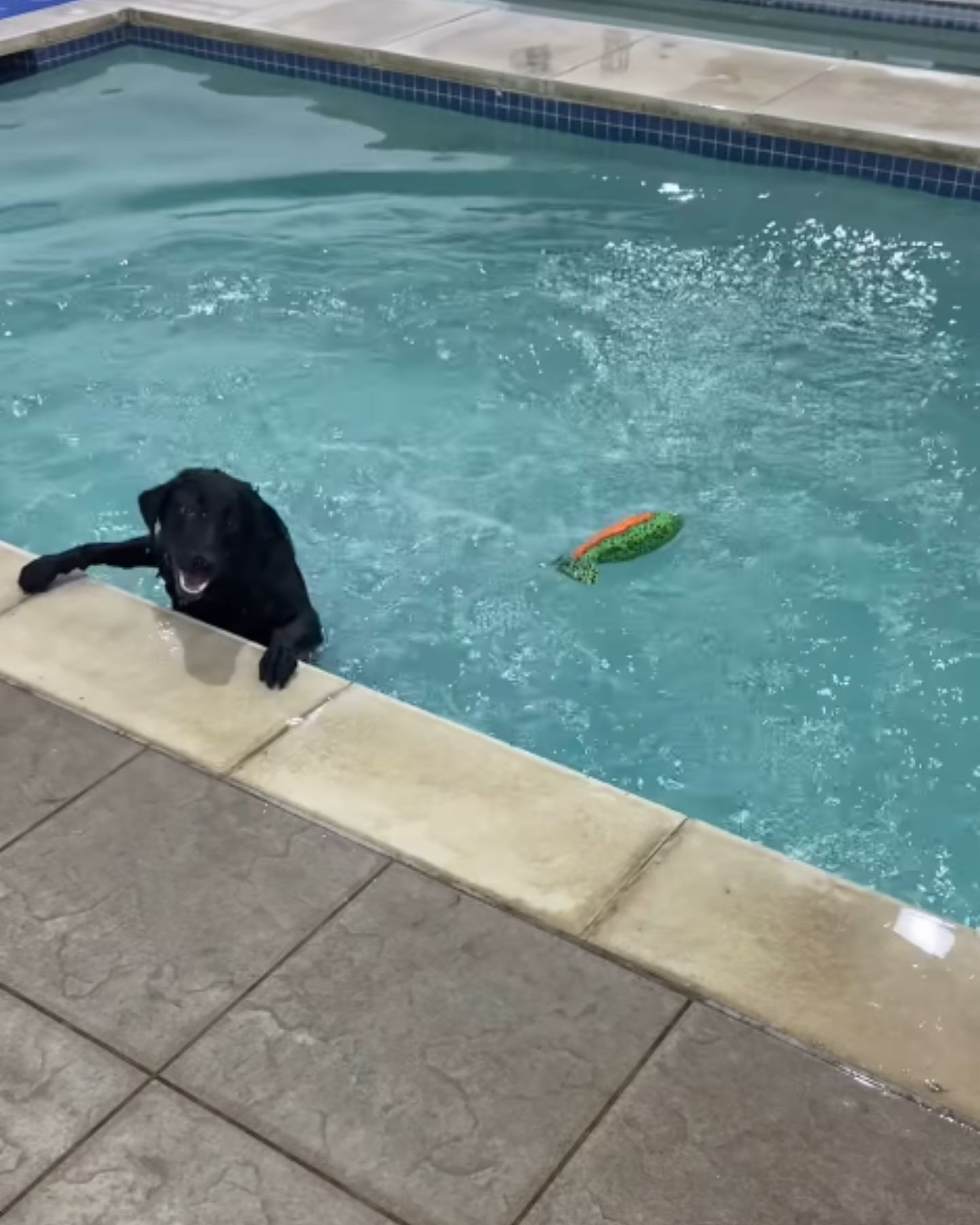 dog in a pool