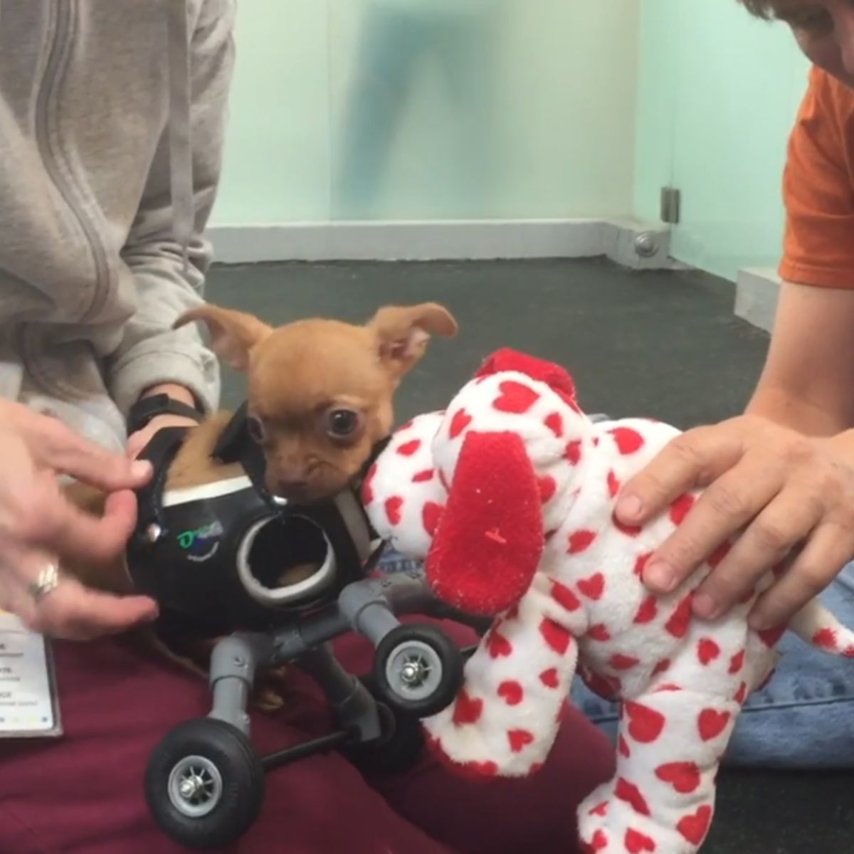 dog in a wheelchair