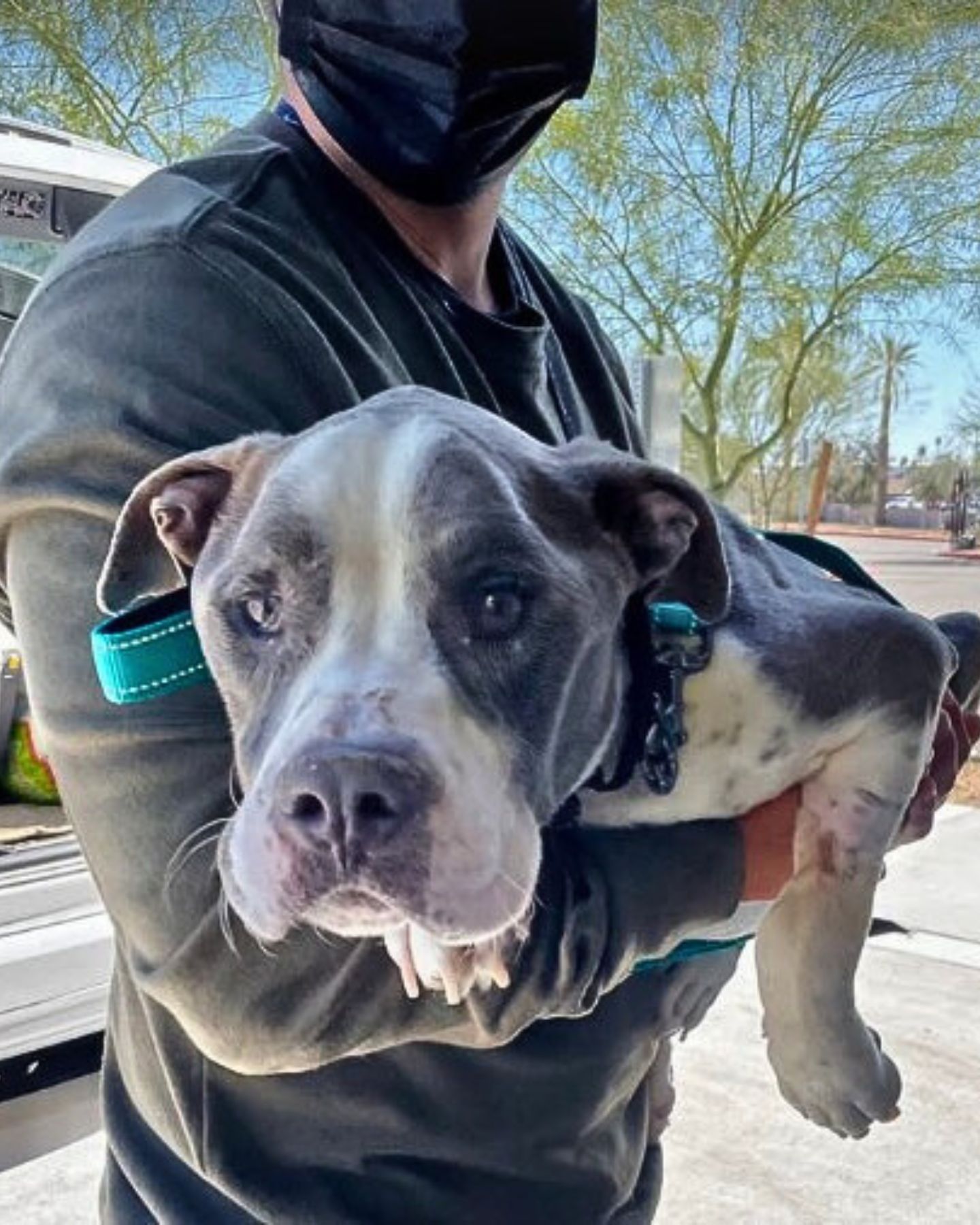 dog in arms