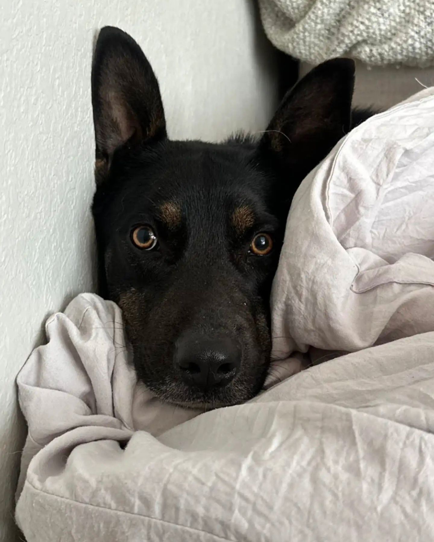 dog in bed