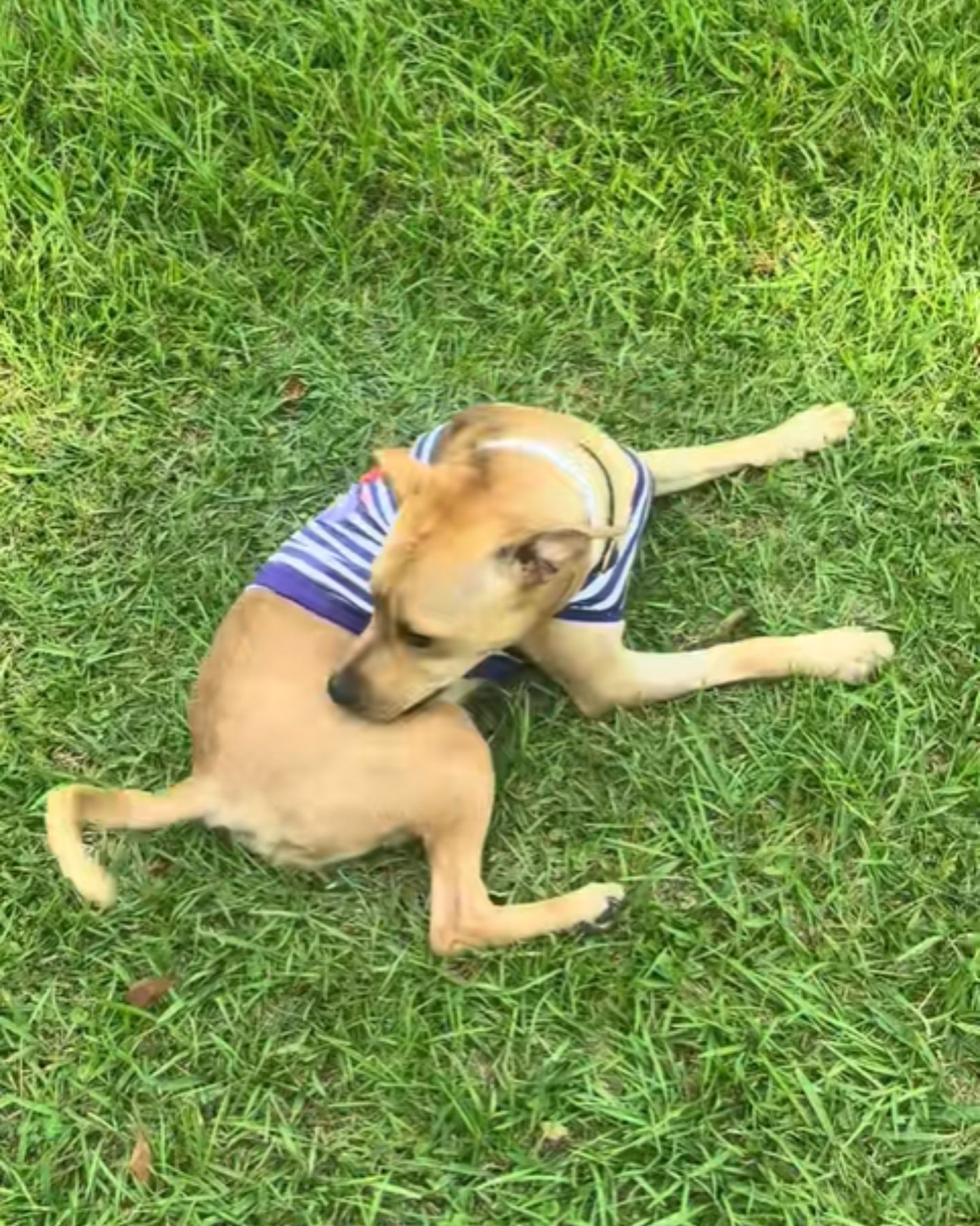 dog in clothers on the grass