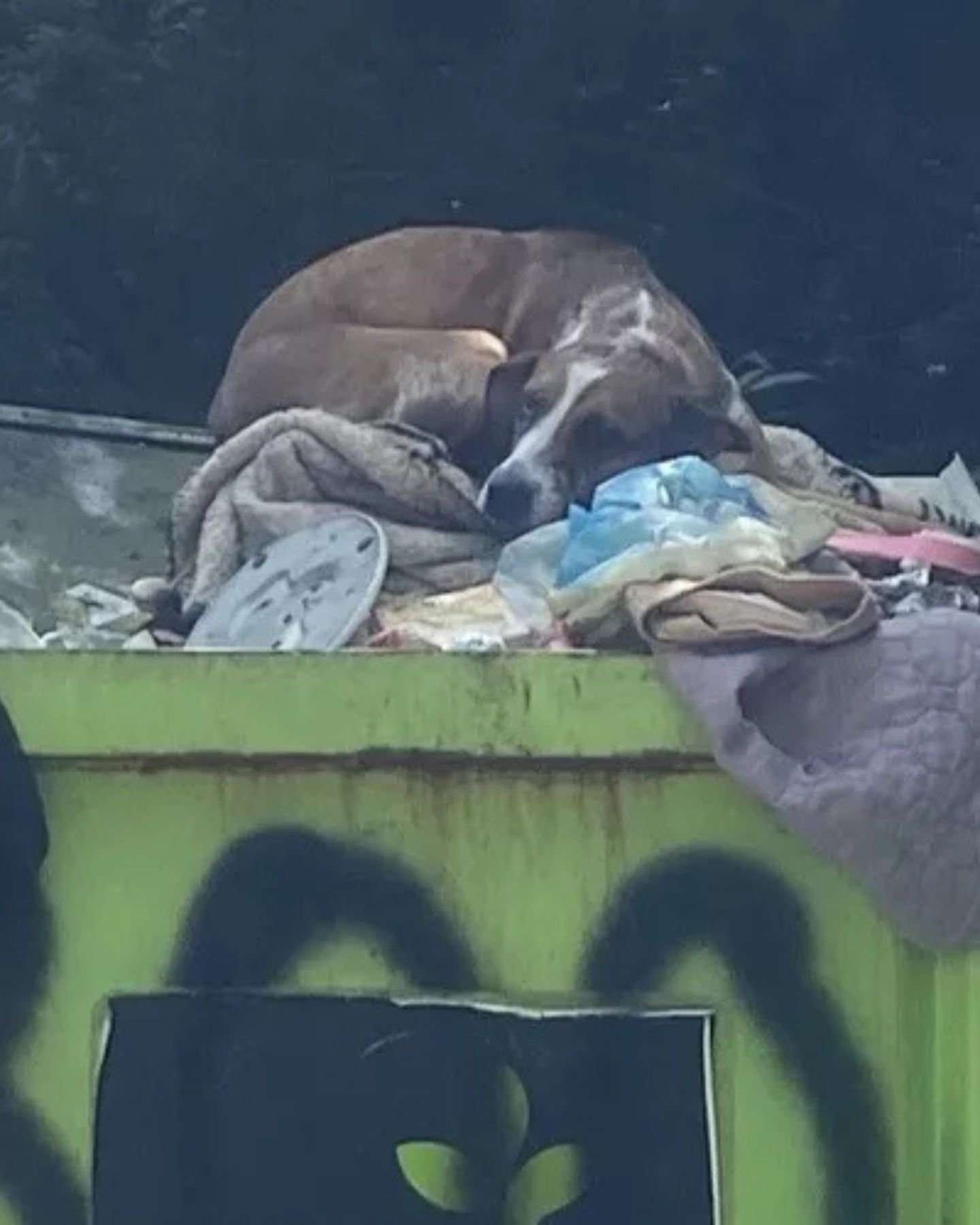 dog in dumpster