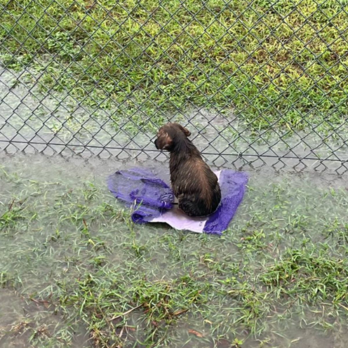 dog in flooded field
