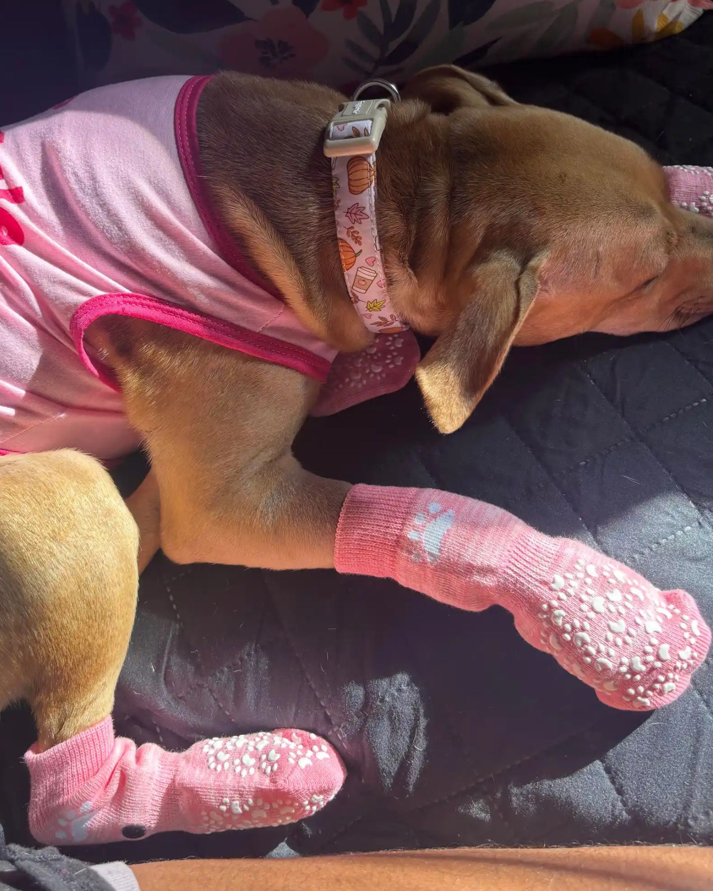 dog in pink clothes