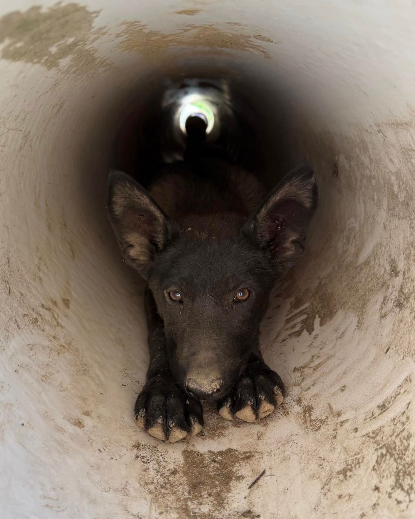 dog in the drain