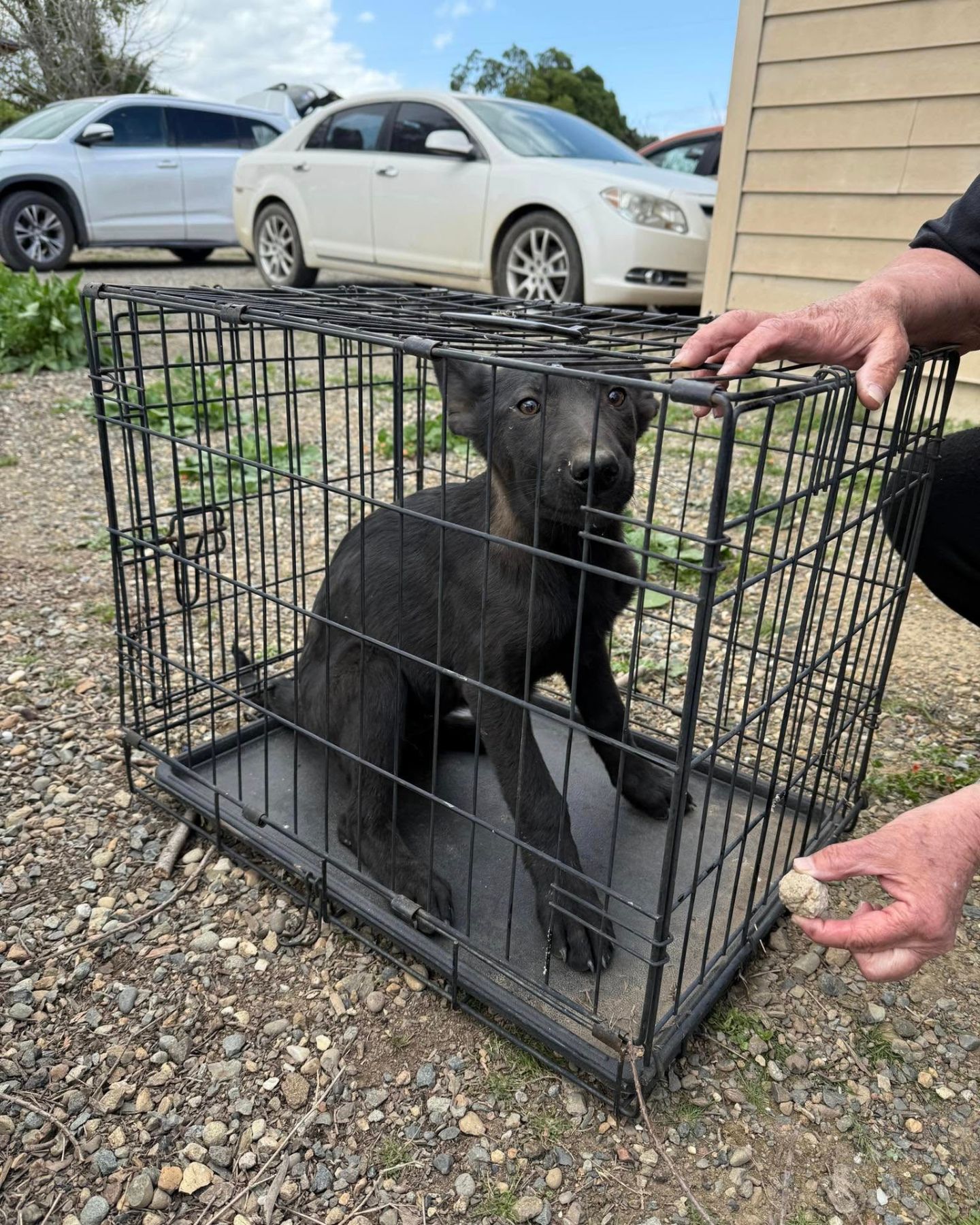 dog in the kennel