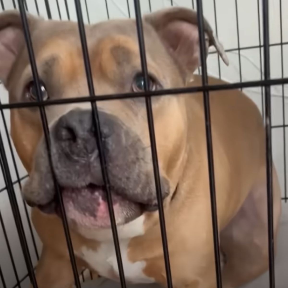 dog in the kennel