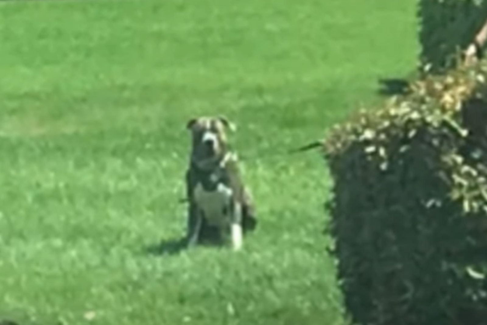 dog in the meadow