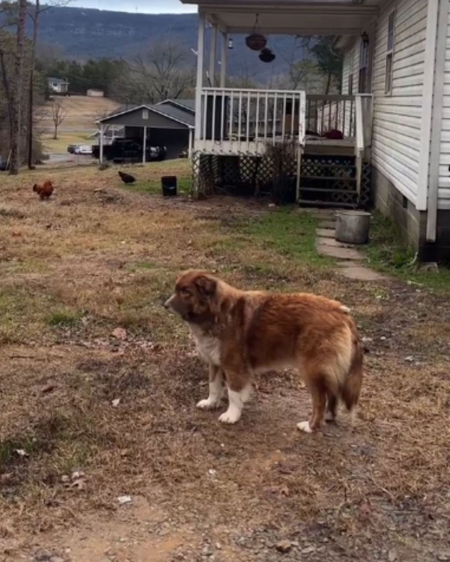 dog in the yard