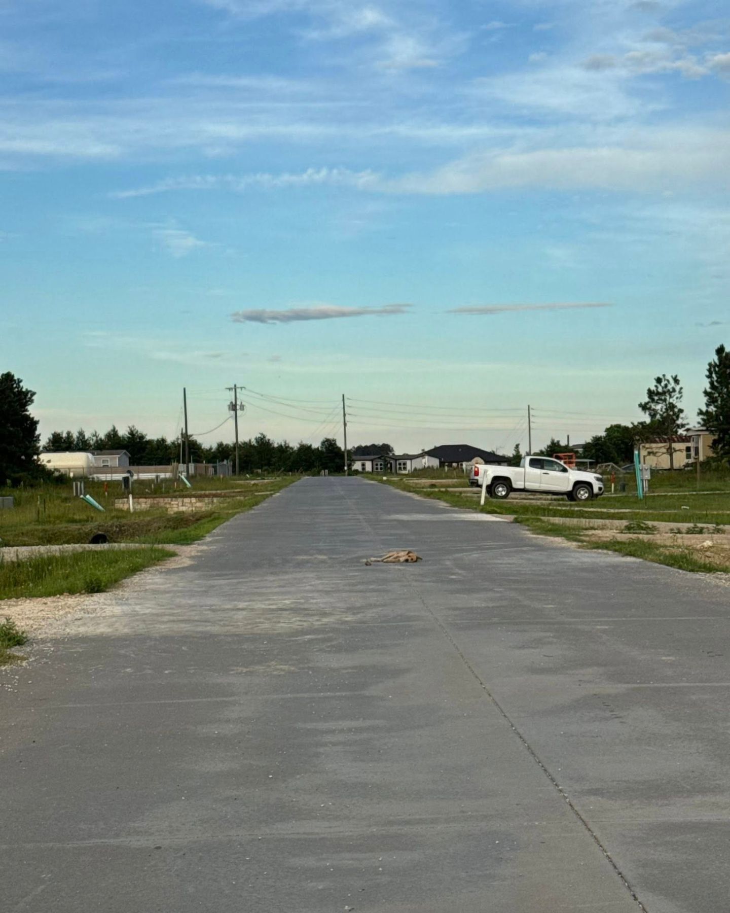 dog is lying on the road