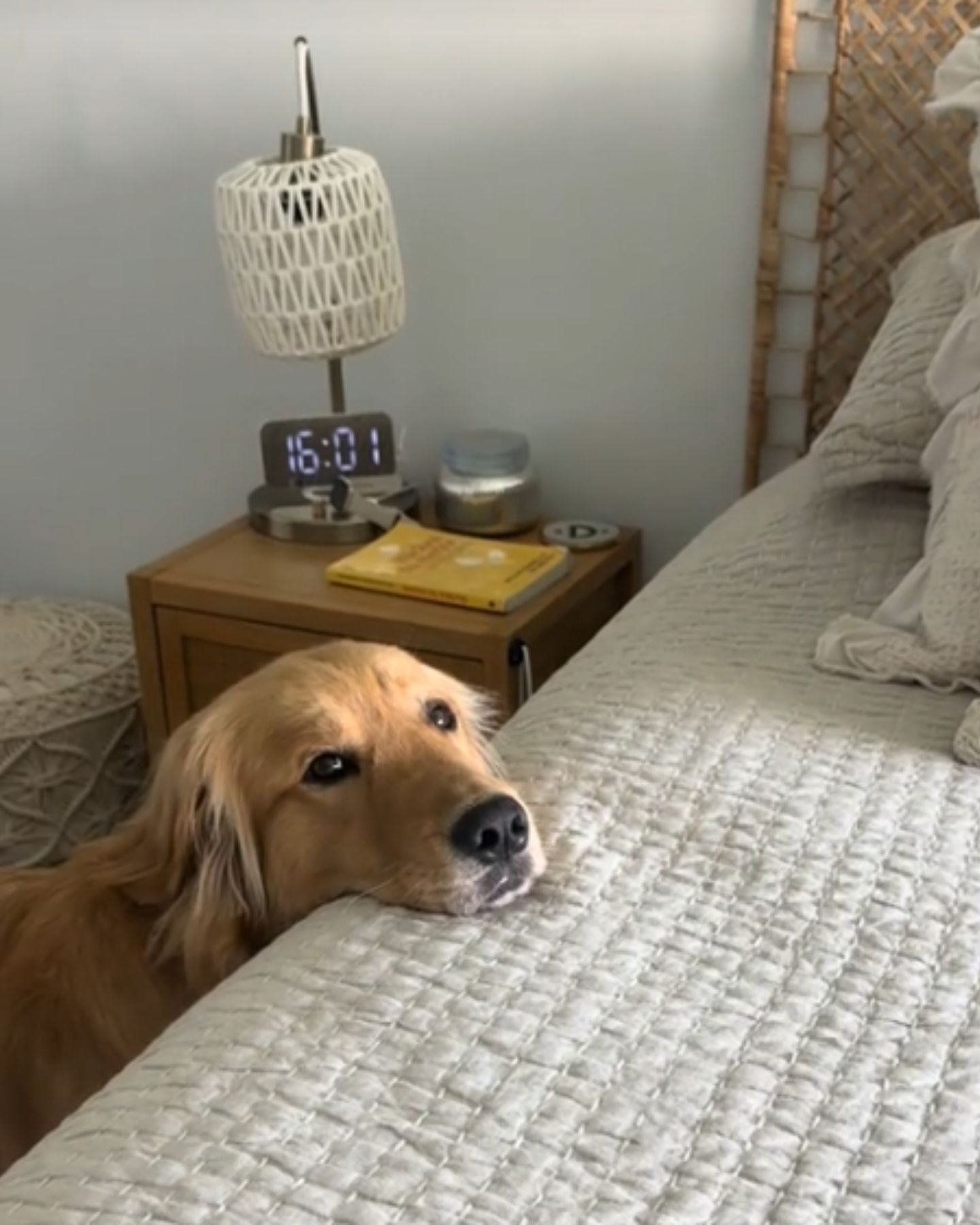 dog leaning on bed