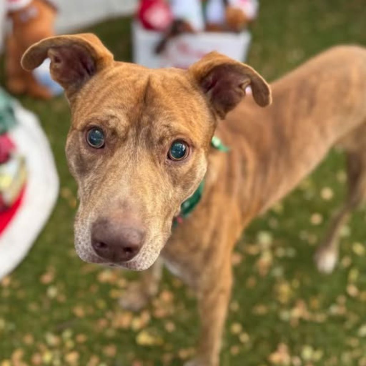 dog looking at the camera