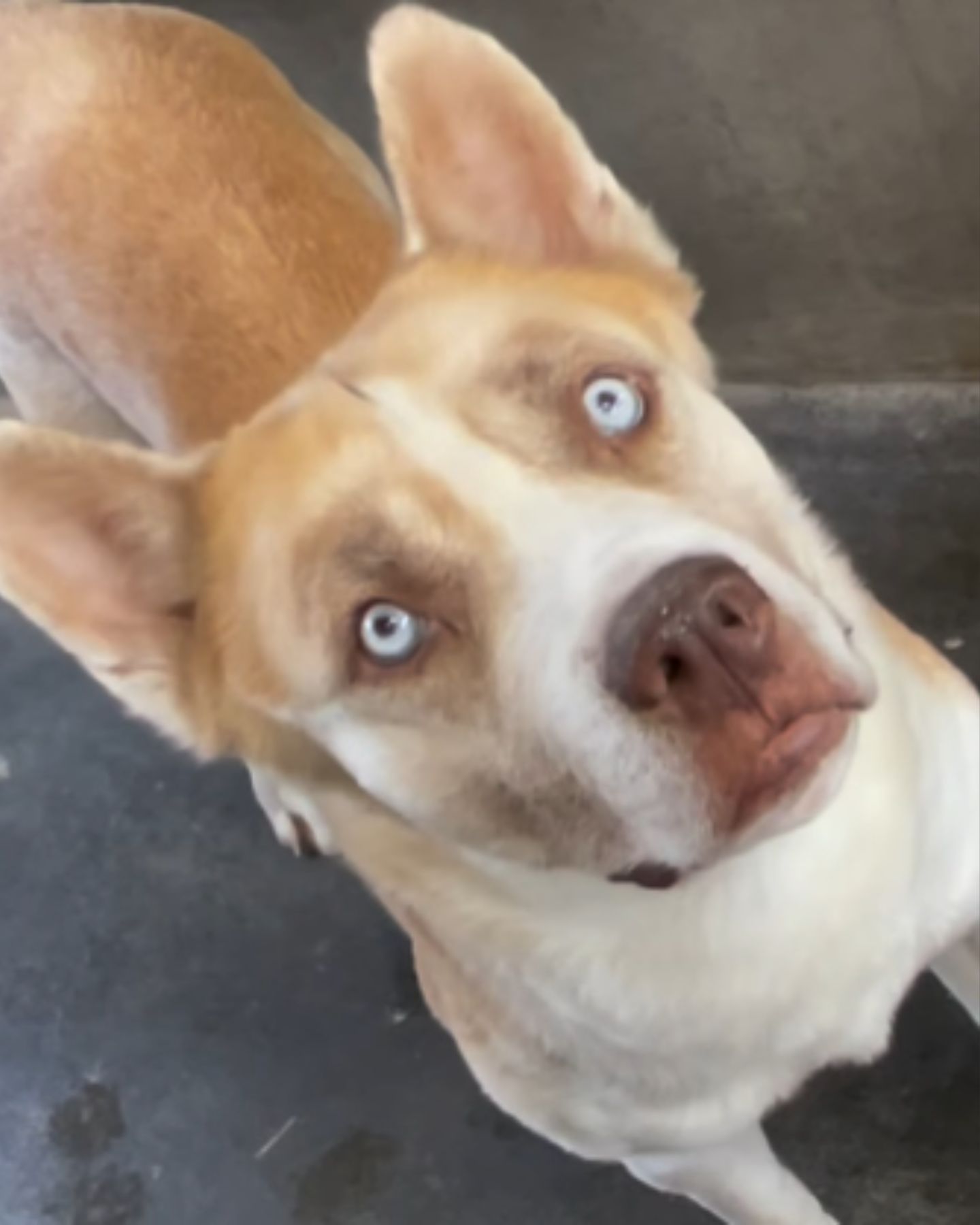 dog looking into the camera