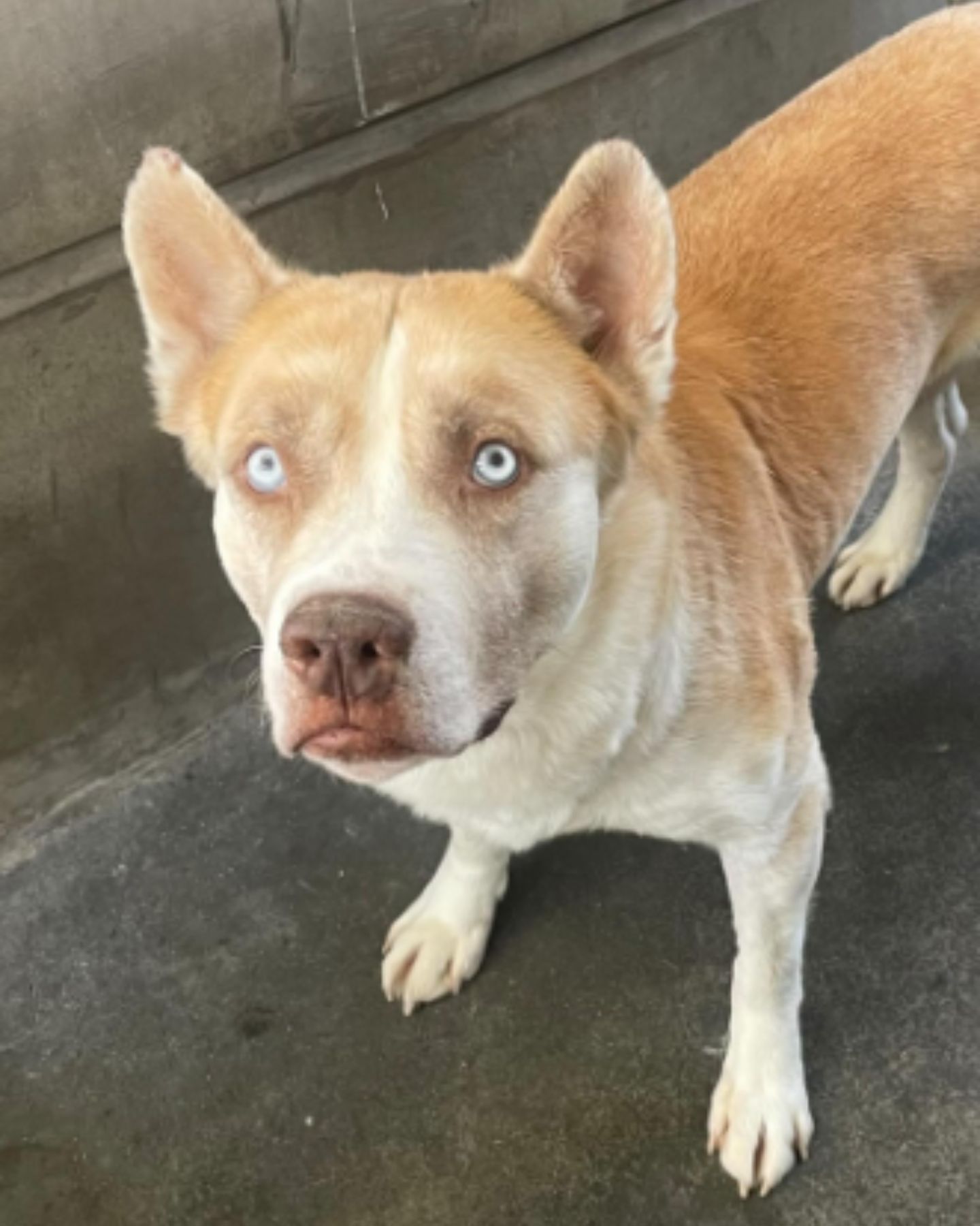 dog looking up