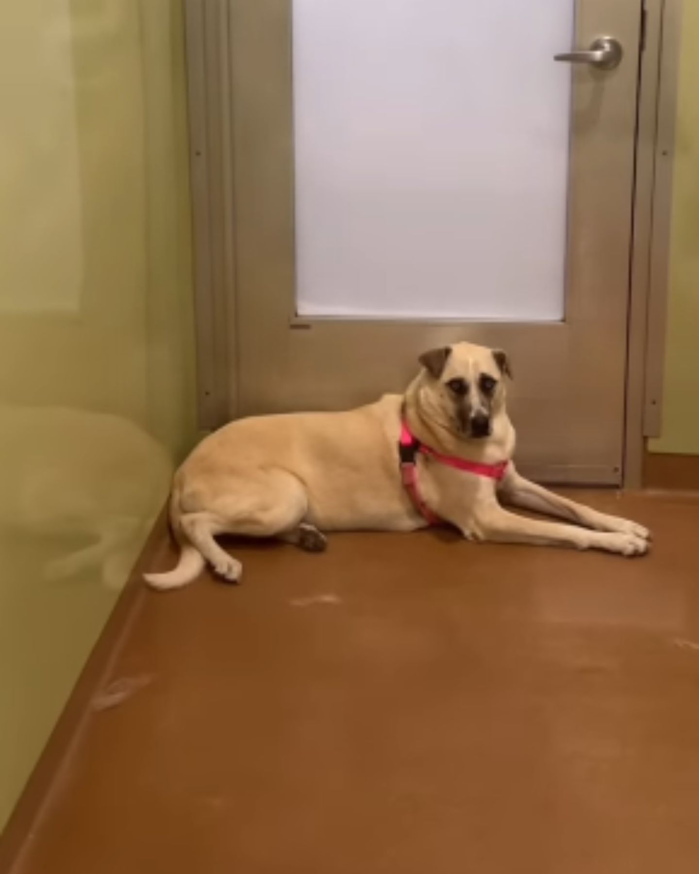 dog lying in hallway