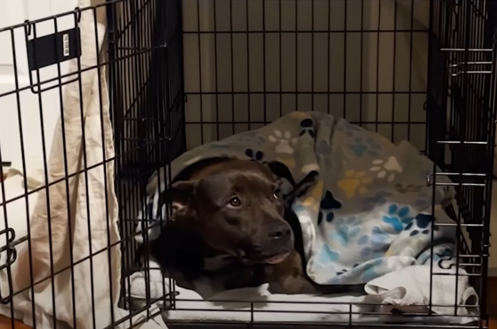 dog lying in kennel