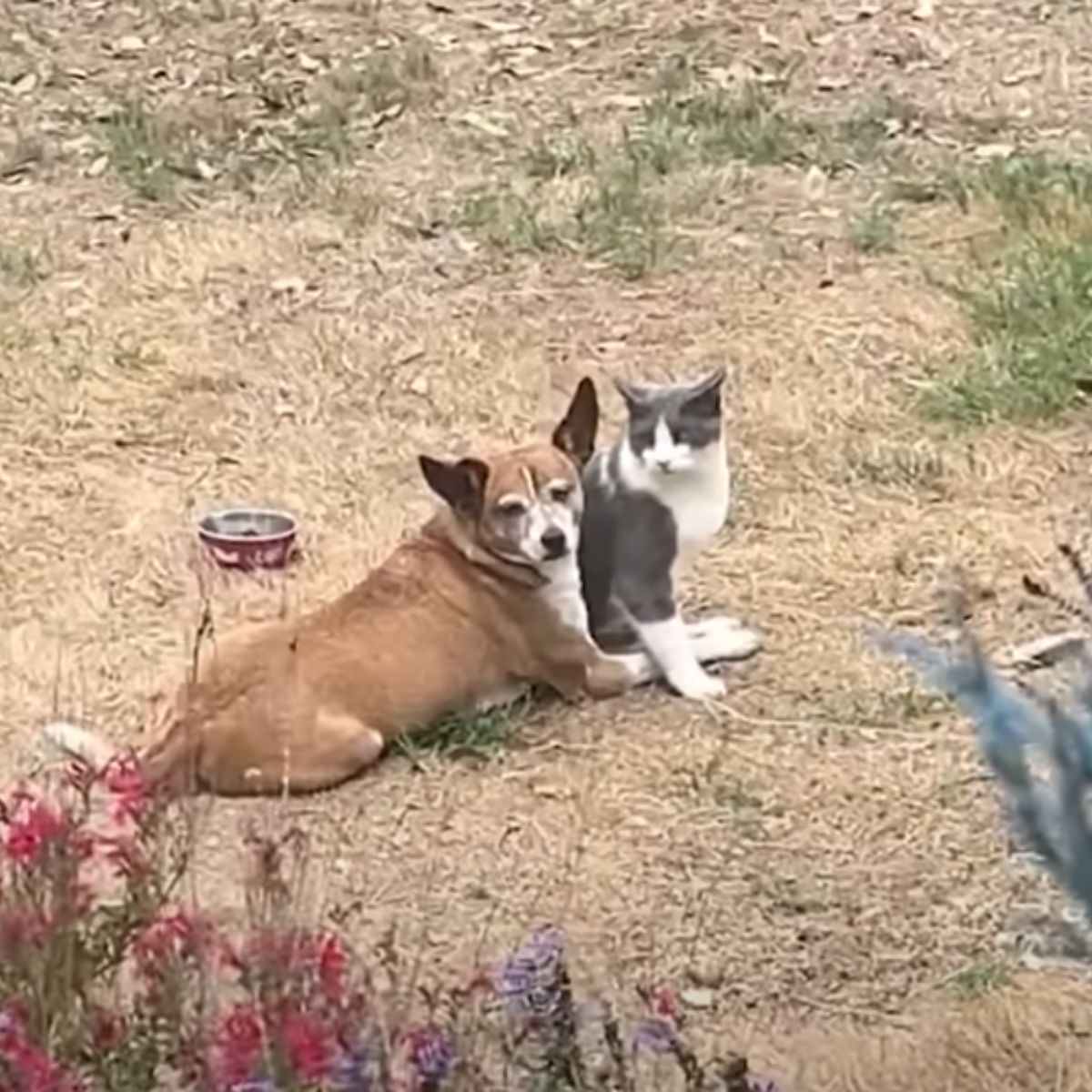 dog lying next to a cat