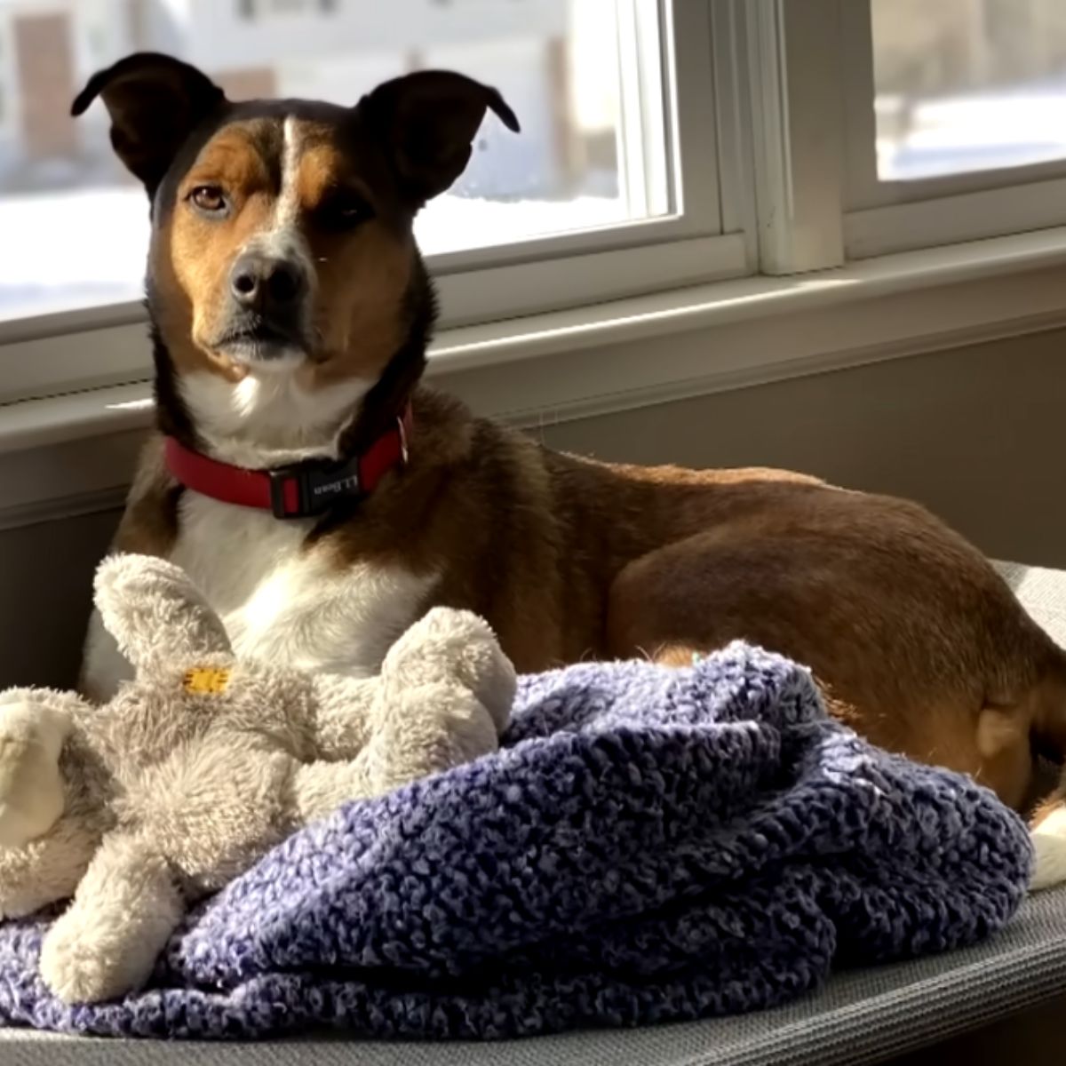 dog lying next to a window