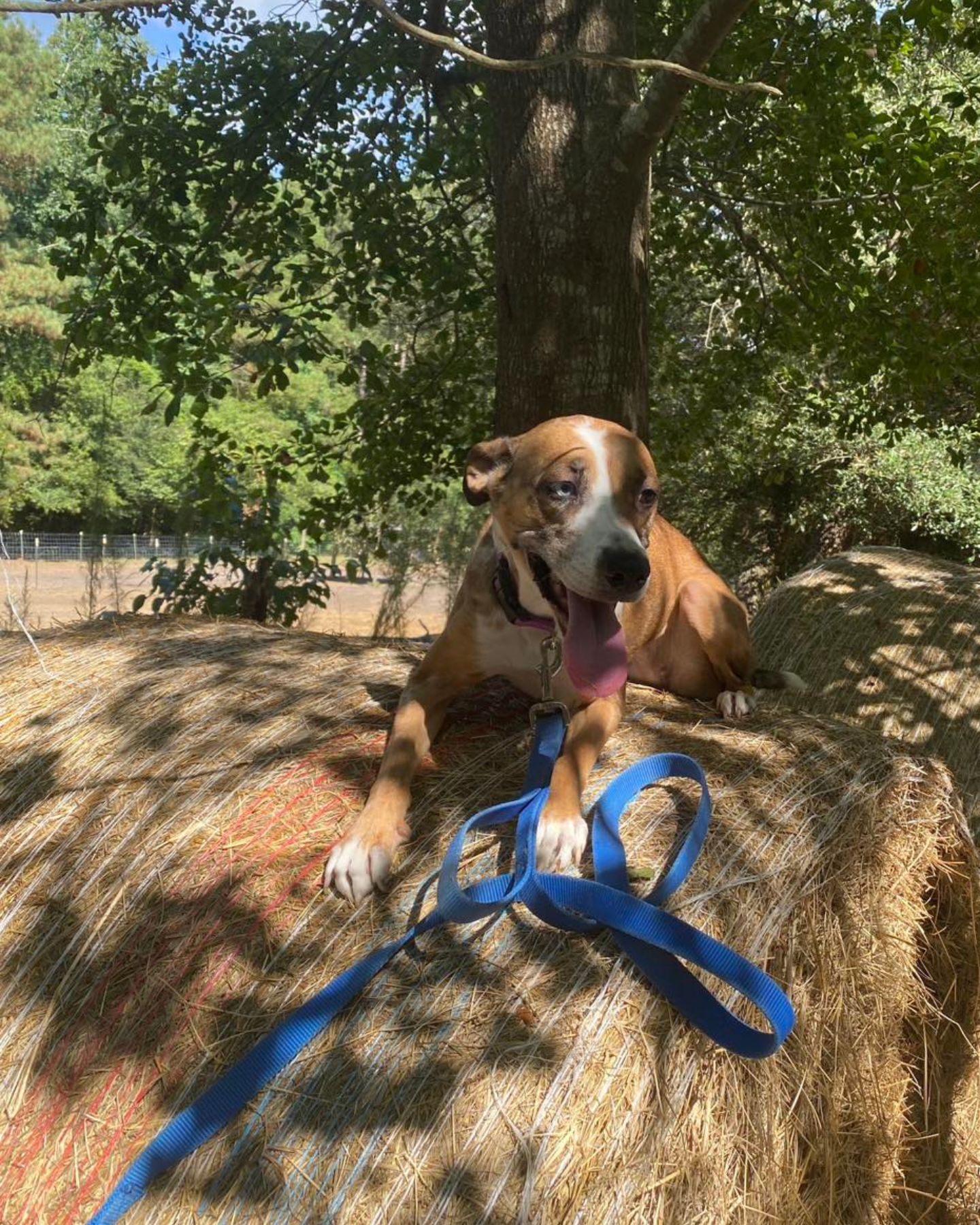 dog lying on hay