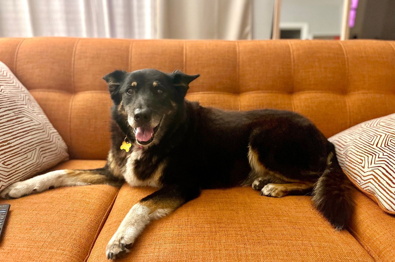 dog lying peacefully on the sofa