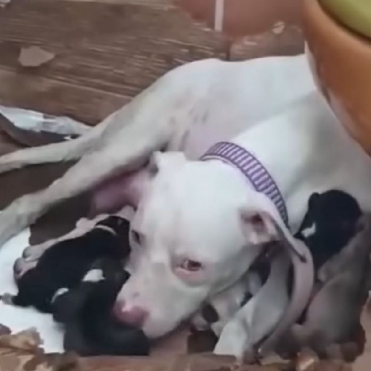 dog lying with newborn puppies