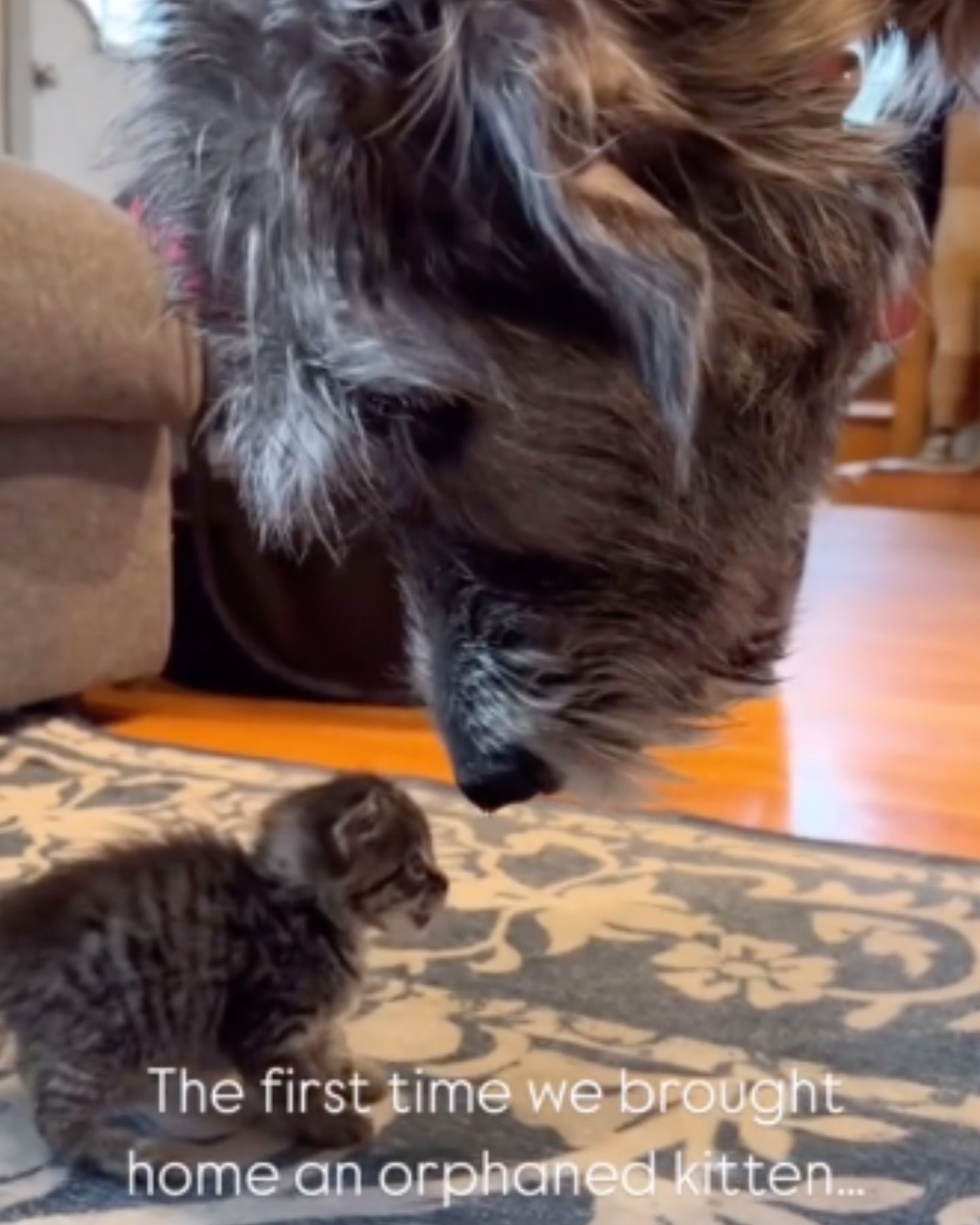 dog meeting a tiny kitten